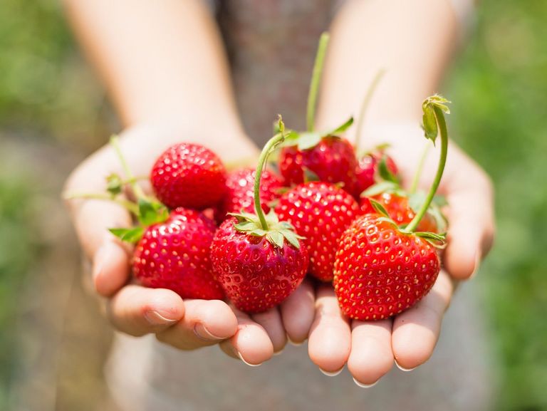 frische Erdbeeren werden auf zwei offenen Händen gehalten
