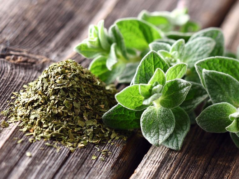 Frischer und getrockneter Oregano auf einem Holztisch