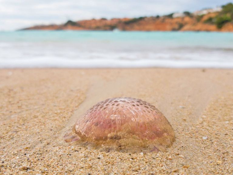 Qualle am Sandstrand