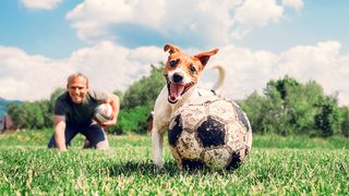 Hund und Herrchen spielen ball auf einer Wiese
