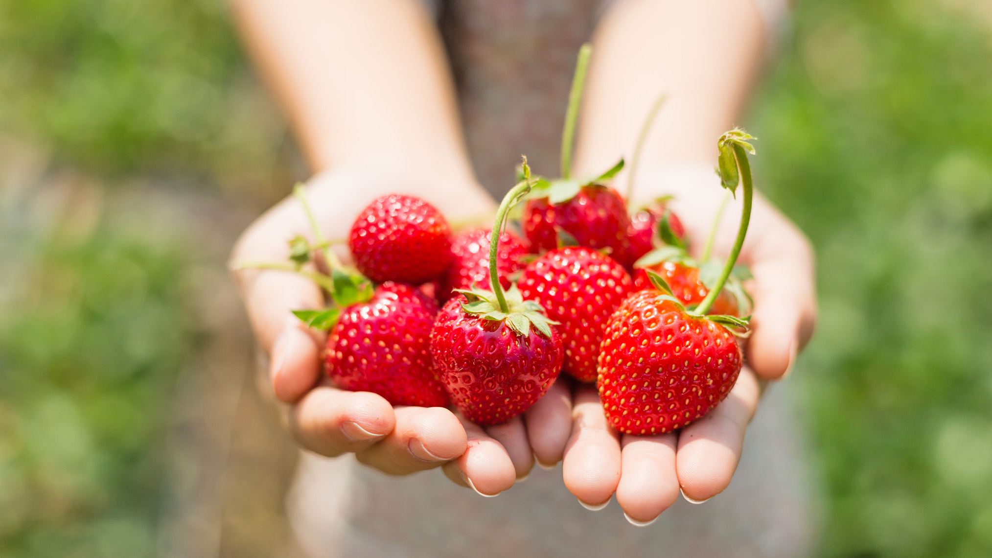 frische Erdbeeren werden auf zwei offenen Händen gehalten
