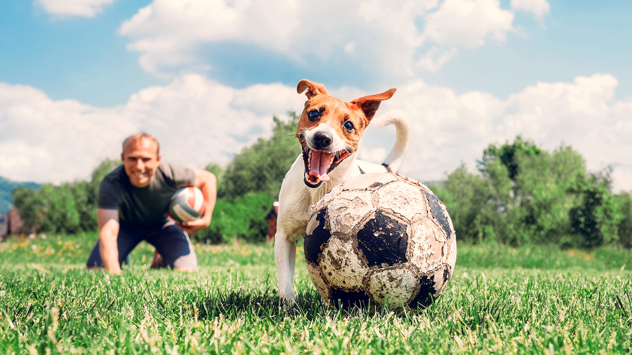 Hund und Herrchen spielen ball auf einer Wiese